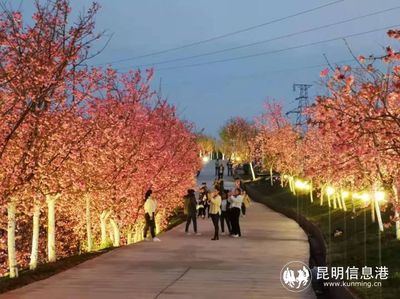 昆明宜良3800余畝山后櫻花谷提檔升級(jí) 賞花游玩更愜意