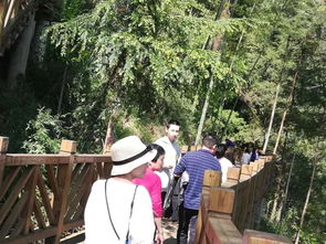 踏春賞花季︱梅花山旅游景區清明持續火爆