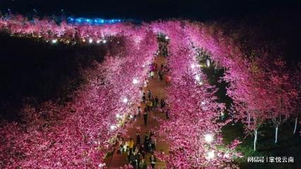 春意正濃,花恰漫枝頭,3月,在宜良櫻花谷來一場粉色的浪漫約會